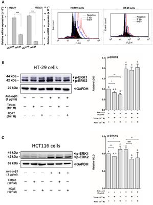 Tetrac and NDAT Induce Anti-proliferation via Integrin αvβ3 in Colorectal Cancers With Different K-RAS Status